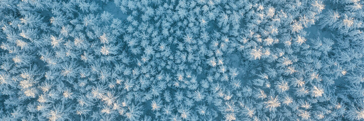 Aerial view of the winter forest. Amazing northern nature. Top view of snow-covered trees. Beautiful woodland landscape with larch trees in the snow. Cold snowy winter weather. Wide natural background