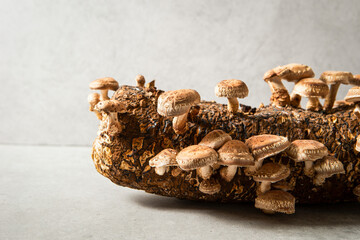 Mushroom cultivation kit, Shiitake Mushroom Kit