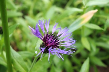 closeup of a blue cornflower