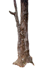 Tree trunk isolated on white background. Atlantic forest, tropical tree.