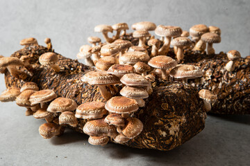 Mushroom cultivation kit, Shiitake Mushroom Kit
