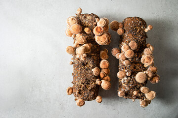 Mushroom cultivation kit, Shiitake Mushroom Kit