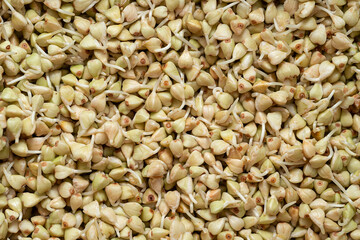 Germinated green buckwheat kernels with sprouts. Sprouted buckwheat seeds close-up. High quality photo