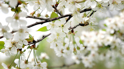 Honey bee is pollinating flower of the blossoming spring tree. Macro