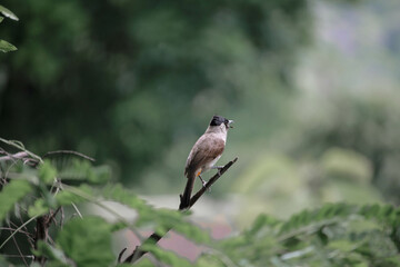 Thai Birds
