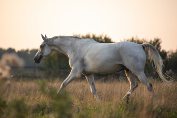 Naklejka na ściany i meble Beautiful bay horse rearing up in spring green field