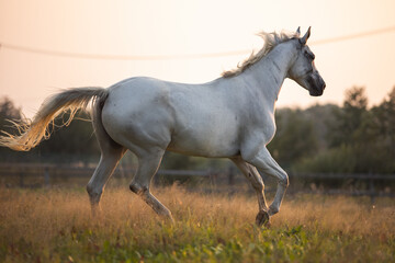 Fototapeta na wymiar Beautiful bay horse rearing up in spring green field