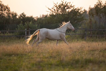 Obraz na płótnie Canvas Beautiful bay horse rearing up in spring green field