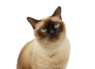 Siamese cat sitting and looking up. isolated picture.