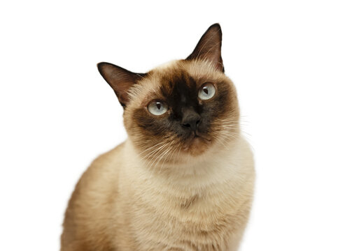Siamese cat sitting and looking up. isolated picture.
