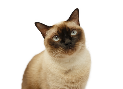 Siamese cat sitting and looking up. isolated picture.