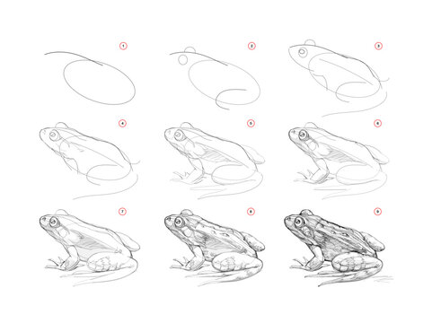 Page shows how to learn to draw sketch of realistic frog. Pencil drawing lessons. Educational page for artists. Textbook for developing artistic skills. Online education. Vector illustration.