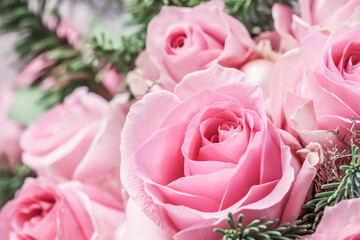 Pink roses with fir branches. Macro flowers background for holiday design