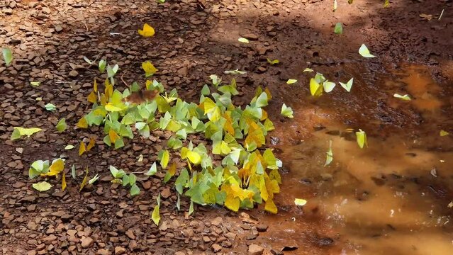 A group of yellow butterflies, Phoebis philea on the ground and flying. Butterflies drinking water freely in nature. Iguazu Falls, Argentine side.