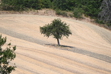 Geometrie coltivazioni agricolturaResilienza albero solitario in campo coltivato Molise