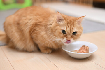 ごはんを食べる猫（マンチカン）