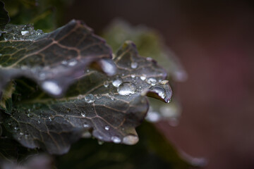 Beautiful decorative cabbage leaves
