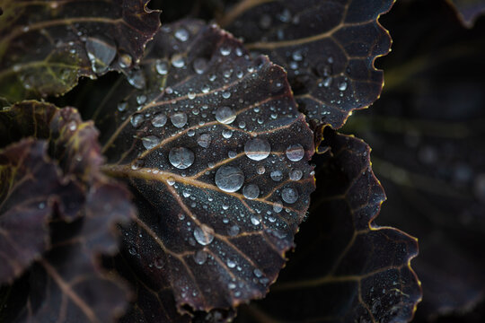 Beautiful decorative cabbage leaves