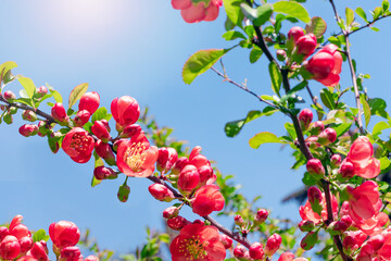 Japanese quince branches with large red flowers and buds, spring blooming background