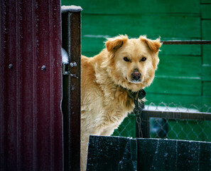 Photo of a pet in the city