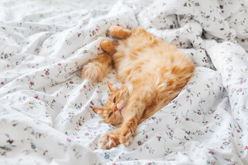 Cute ginger cat sleeps in bed. Fluffy pet lies belly up on white linen. Comfort place for domestic animal to relax. - 569944422