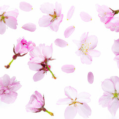 Set of pink cherry flowers in full bloom
