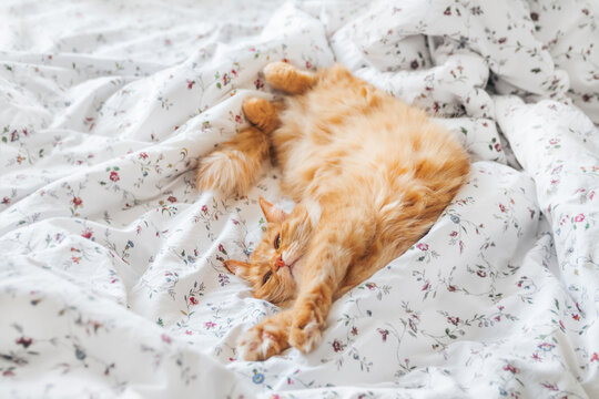 Cute ginger cat sleeps in bed. Fluffy pet lies belly up on white linen. Comfort place for domestic animal to relax.
