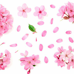 Fototapeta na wymiar Set of pink cherry flowers in full bloom