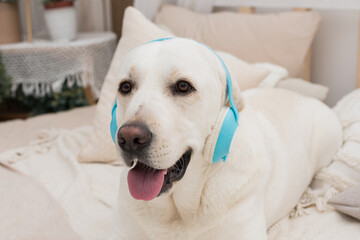 Cute dog lies on the bed and listens to music with headphones