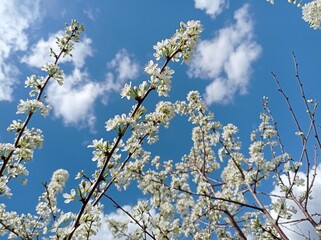 blossoming cherry tree