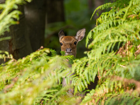 Female Sika Deer Hiding in the Ferns
