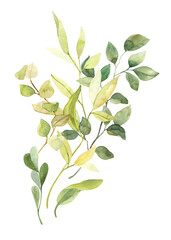 Watercolor hand painted botanical spring leaves and branches illustration clipart isolated on white background. Isolated objects for wedding invitations and greeting cards