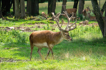 Ein Hirsch läuft über eine grüne Wiese im Wald, im Hintergrund ein sind Rehe