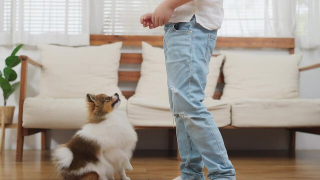 Asia cute boy standing in the living room at modern home and feed food to Pomeranian dog. Dog standing and jump to eat snack. Relationship bonding with animal concept. Family activity during holiday