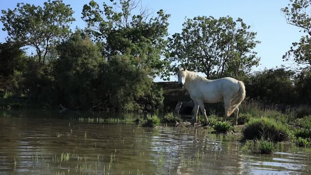 Camargue horse near the seashore. Cona Island, Monfalcone, Italy