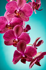 Purple orchid flowers background