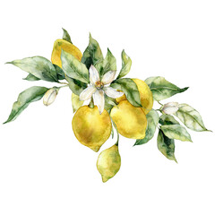 Watercolor tropical bouquet of ripe lemons, flowers and leaves. Hand painted branch of fresh yellow fruits isolated on white background. Tasty food illustration for design, print, fabric, background.