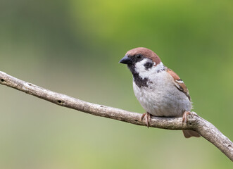 Eurasian tree sparrow, Passer montanus. A bird sits on a branch against a beautiful green background