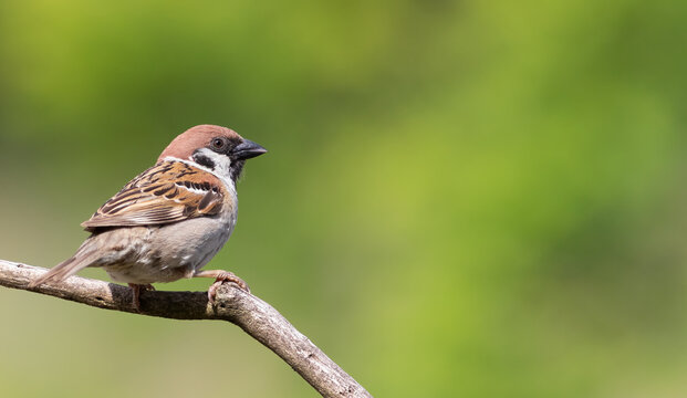 Eurasian tree sparrow, Passer montanus. A bird sits on a branch against a beautiful green background