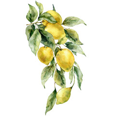 Watercolor tropical bouquet of ripe lemons and leaves. Hand painted branch of fresh yellow fruits isolated on white background. Tasty food illustration for design, print, fabric or background. - 569949841
