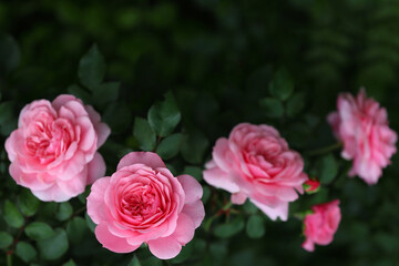 Blurred floral background. Close-up of a pink rose in the garden