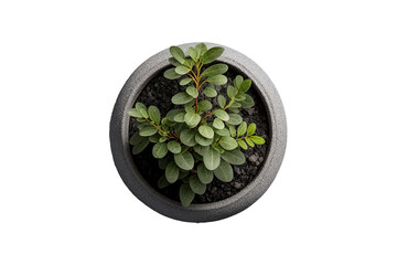 Obraz na płótnie Canvas Natural plant in a gray pot, isolated design element, top view / flat, botanical