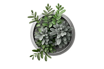 Plant in a gray pot, isolated design element, top view / flat, botanical