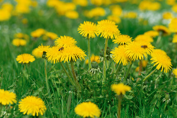 Lots of yellow dandelion blossoms in the green grass of the meadow. Outdoors in spring and summer season. Low angle view.