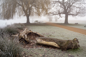 Old rotting fallen Weeping Willow tree