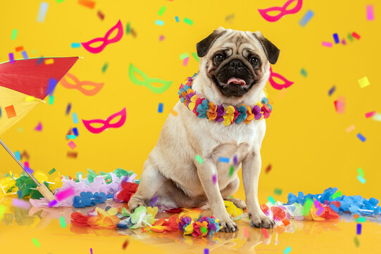 dog pug carnival