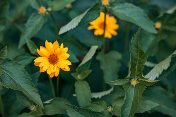 yellow flower on a background of green leaves