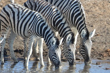Zebras are drinking water at a waterhole, Etosha NP