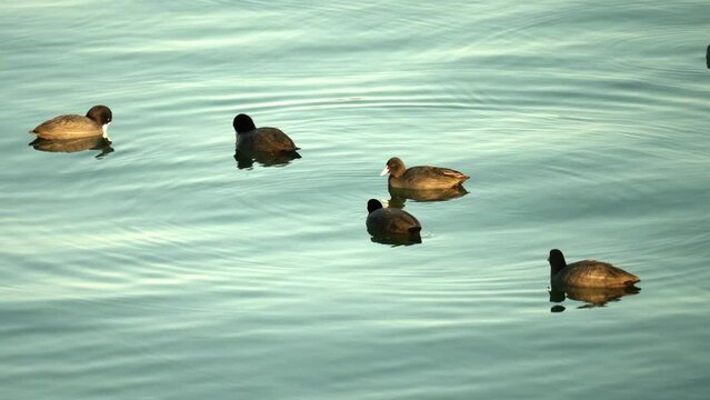 のんびりと湖面を泳ぐオオバンの群れ