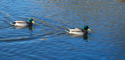 Mallard duck that swims on the lake. The blue surface of the water of a beautiful reserved reservoir. Colorful wild duck drake on a blue background on the water.
